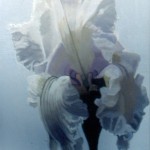 Melinda Myers Grass White on White Iris Oil on Panel 11” x 14”