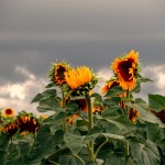 Suzanne Kapusta, 
Greensburg<br>
<b>Sunflowers and a Storm, France</b><br>
Digital Ink Print<br>
16 x 20<br>
