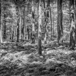 Bob Patterson, Trees & Ferns
Photography-Rag paper-Digital Inkjet Print
16 x 20 
