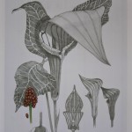 Bill Paxton, Jack-in-the-pulpit
Colored pencil
18 x 24 
