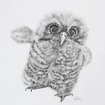 Eileen Stoner, Hoot
graphite B/W
13 x 10
