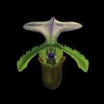 Paul McMillan<br><b>
Translucent Orchid</b>
oil on panel
20 x 16
