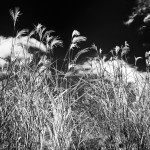 Bob Patterson<br><b>
Grass & Clouds</b>
Photography - Digital Inkjet Print
16 x 20
