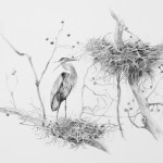 Eileen M. Stoner<br><b>
Nesting Heron</b>
graphine B/W
10 x 13
