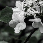 Gordon Sarti<br><b>
Flower and Rain Drops - 8645</b>
Photography - Kodak Endura Metalic Paper RA4
11 x 14
