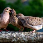 Mary E Landis<b> Feeding Twins   (Mourning Doves)<.b> Photography,  glossy photo paper 24 x 31