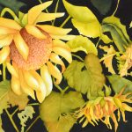 Jeanne A. Wagle, <b>Sunflowers </b>Watercolor, 16 x 20