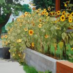 Dai Morgan
 b>Sunflowers </b>
Acrylic Painting, 
18 x 24
