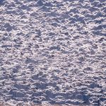 Bob Patterson
<b> Snow Geese 
Migration </b>
Digital Ink Jet Print, 
16 x 20      
