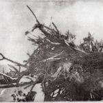 <h3>Thomas Norulak, <b>Driftwood Beach 6,</b>  Etching, 8 x 10</h3>