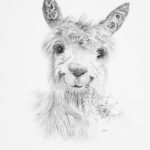 <h3>Eileen Stoner, <b>Llama,</b>  Graphite, 14  x 10</h3>