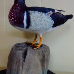 <h3>Denny Nurkiewicz, <b>Wood Duck On Alert,</b>  Wood carving/acrlyic, 19  x 15</h3>