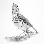 Eileen Stoner, Wood Thrush, Graphite on Paper, 12 x 9 
