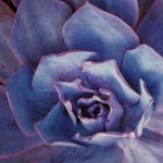 Skip Allen-<b><I>Morning Flower,</I></b>Continuous Tone Color Photo
16 x 20
