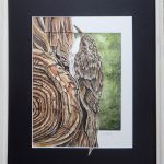 Shelley Poli<br><b>
Brown Creeper</b><br>
Watercolor, 
21 x 17