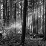 Brian Sesack, 
<B>Morning Sunlight, </B>
Black and White Archival 
Pigment Print - Printed on Epson Legacy Paper, 
12 x 16   
