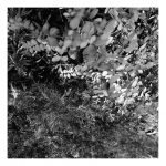 Richard A. Stoner, 
<B>Red Cedar and Honeysuckle, </B>
Gelatin Silver Print, 
10 x 10
