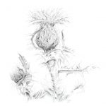 Eileen Stoner, 
<B>Dancing Thistle, </B>
Graphite on Paper, 7 x 7
