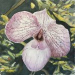 Susan Sparks,
Phipps Lady Slipper #1,
Transparent Watercolor,
15 x 15
